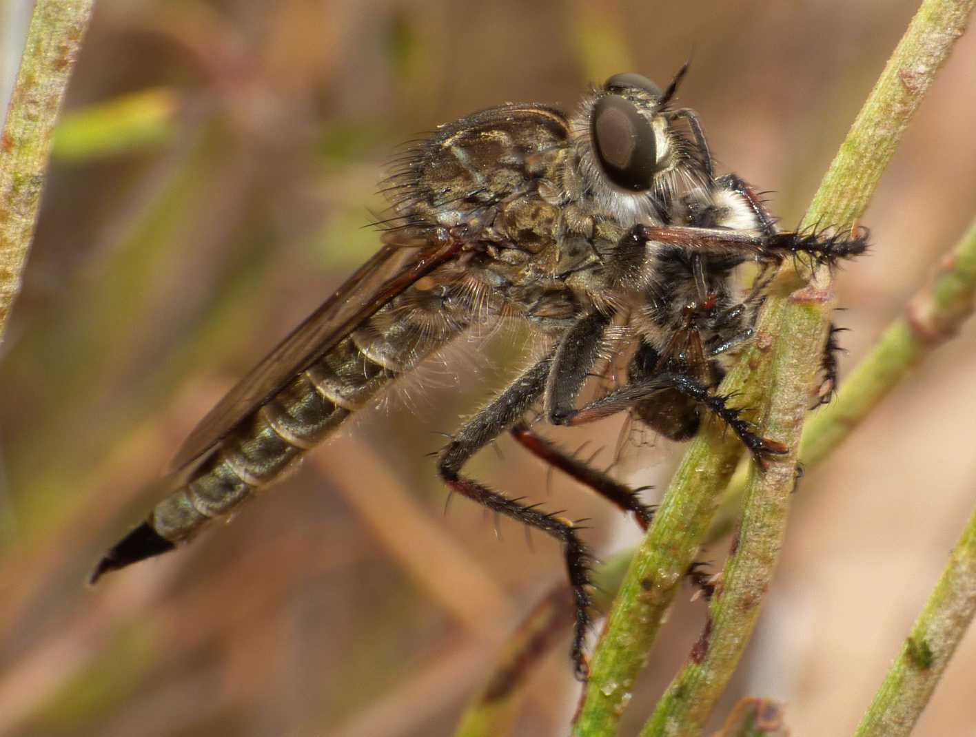 Asilidae con prede